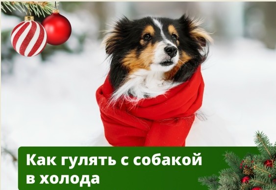 Как гулять с собакой в сильный мороз
