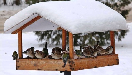Жители района Новогиреево помогут зимующим в городе птицам